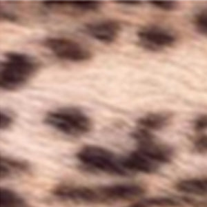 LINCE
