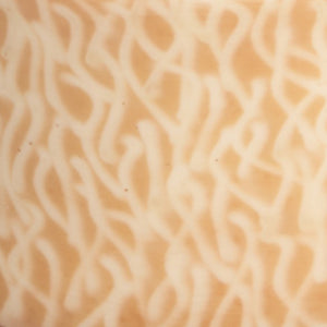 CONCHIGLIA DISEGNO 2